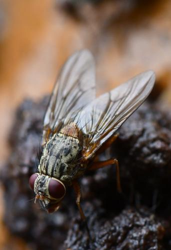 Réf. 268 343 : Phaonia valida